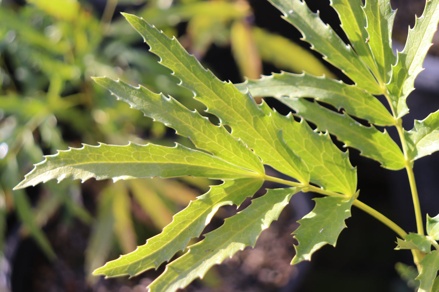 *RETAIL - Mahonia fortunei