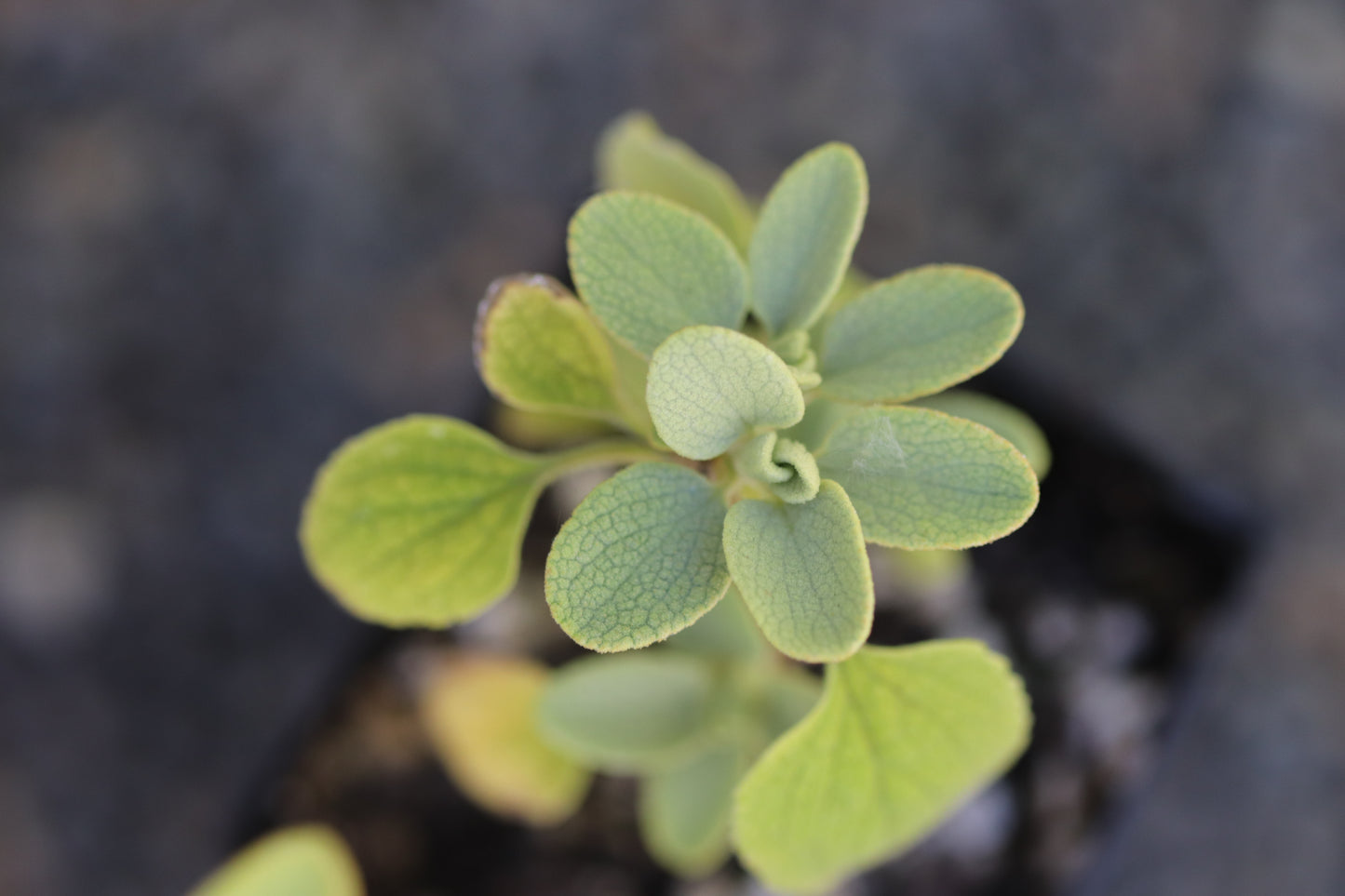 *RETAIL - Phlomis chrysophylla