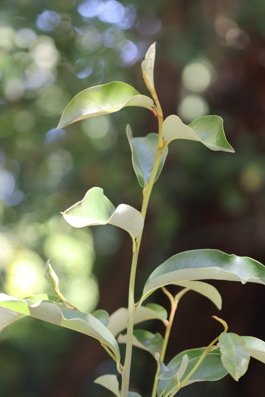 *RETAIL - Magnolia 'PK Pick'