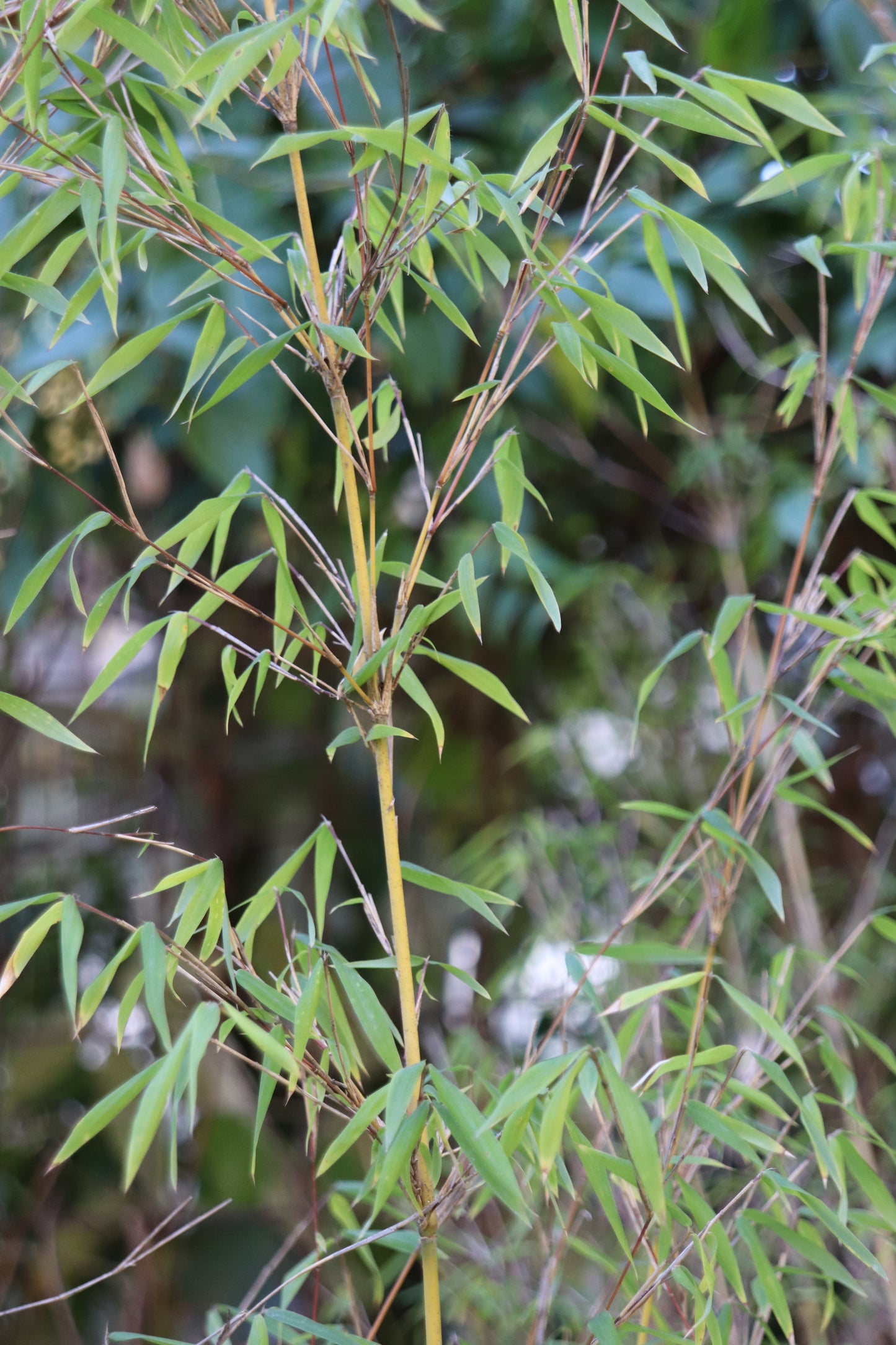 Borinda angustissima