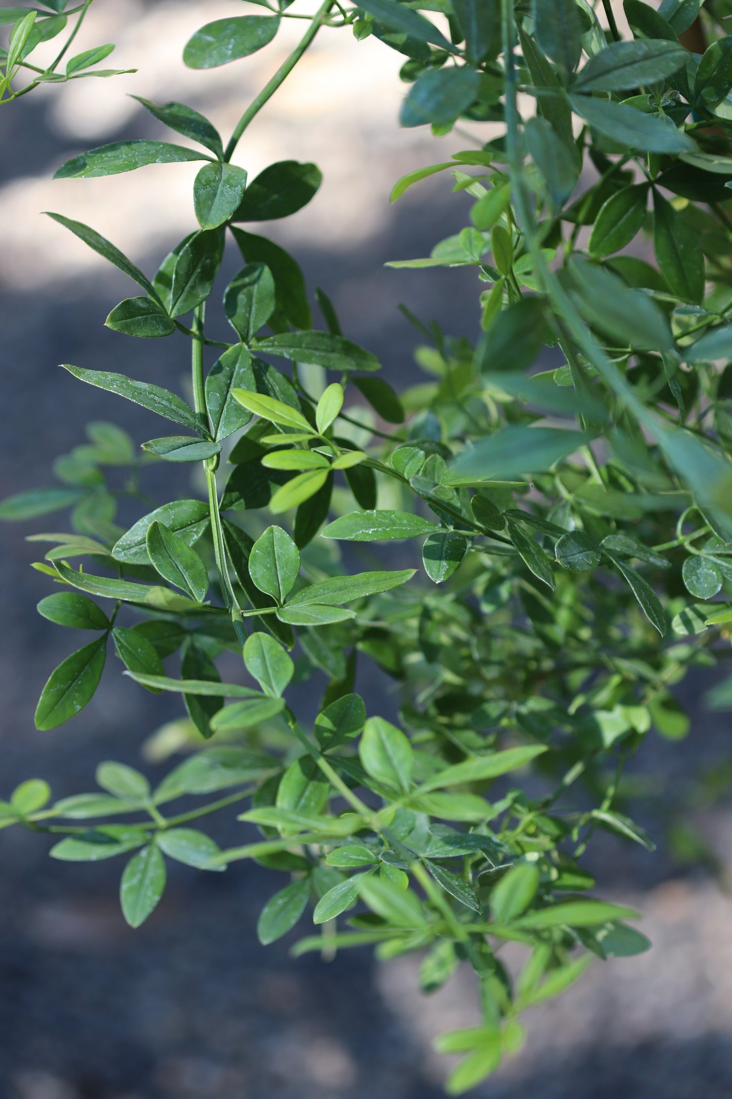*RETAIL - Jasminum mesnyi 'Full Moon'