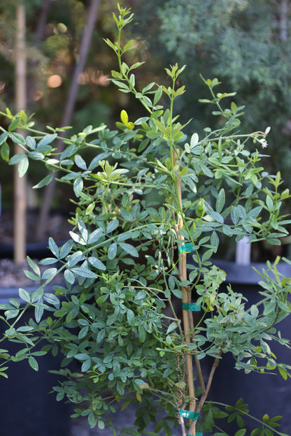 *RETAIL - Jasminum mesnyi 'Full Moon'