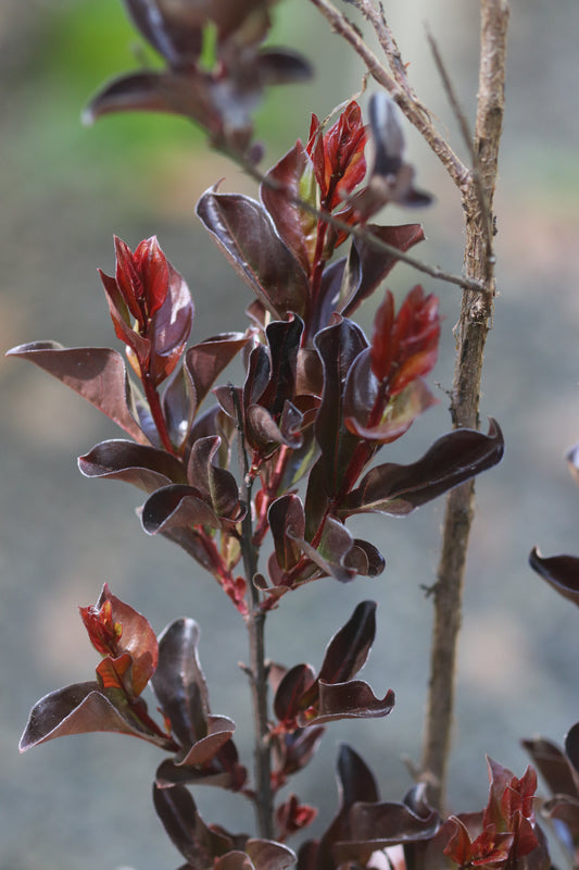 *RETAIL - Lagerstroemia 'Black Diamond Blush'- multi-trunked