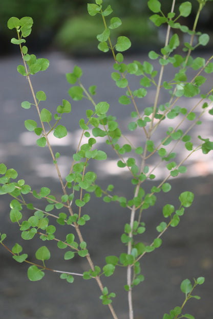 *RETAIL - Fraxinus anomala - Mountain Pass, CA