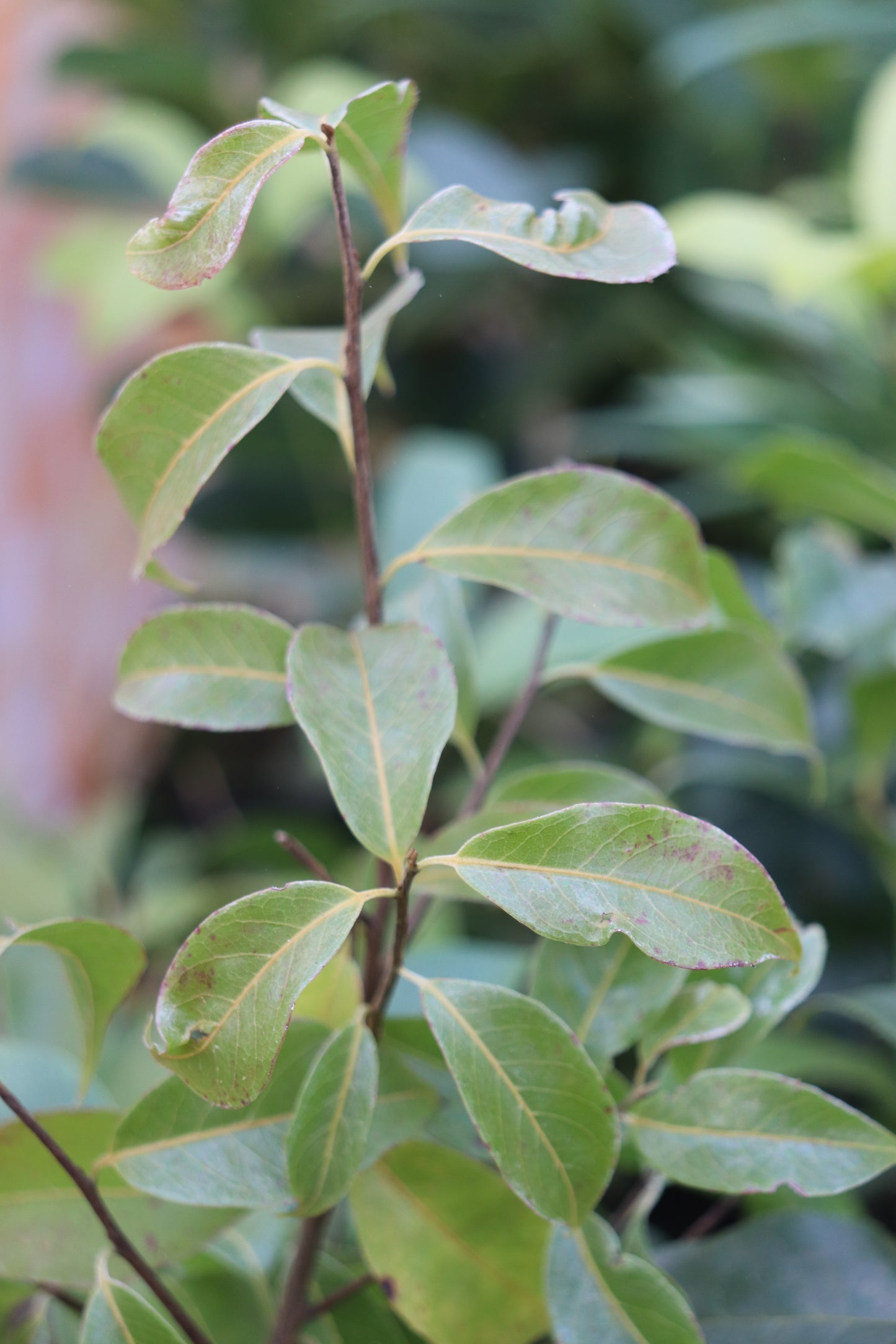 Huodendron tibeticum