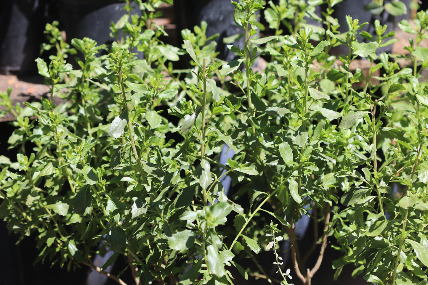 *RETAIL - Baccharis pilularis 'Willamette'