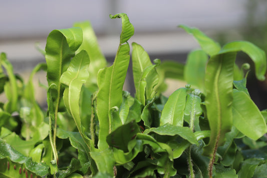 *RETAIL - Asplenium scolopendrium 'Undulatum'