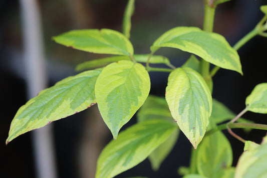 *RETAIL - Cornus sericea 'Hedgerows Gold'