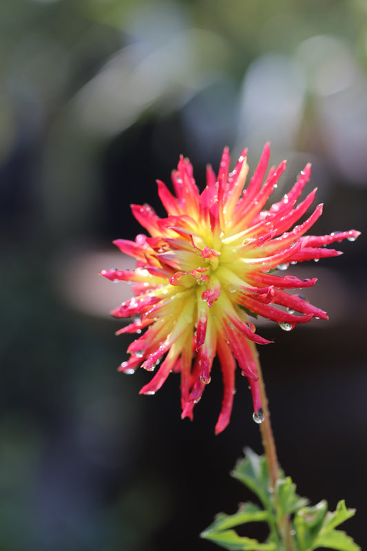 *RETAIL - Dahlia 'Weston Spanish Dancer'