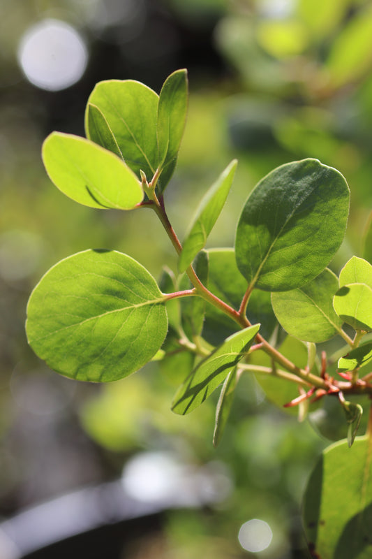 *RETAIL - Arctostaphylos manzanita 'Red Stem'