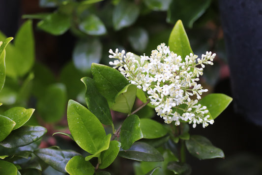 *RETAIL - Ligustrum japonicum 'Ogon'