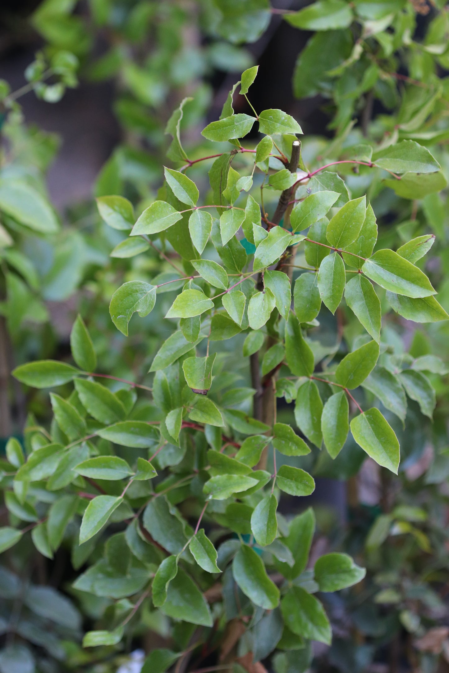 *RETAIL - Mahonia gracilis