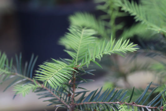 Torreya californica