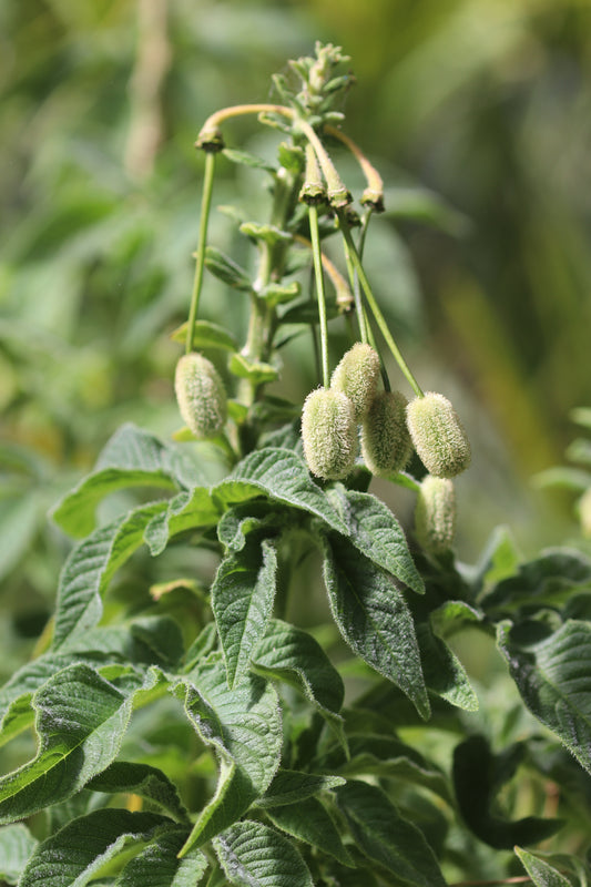 *RETAIL - Andinocleome anomala