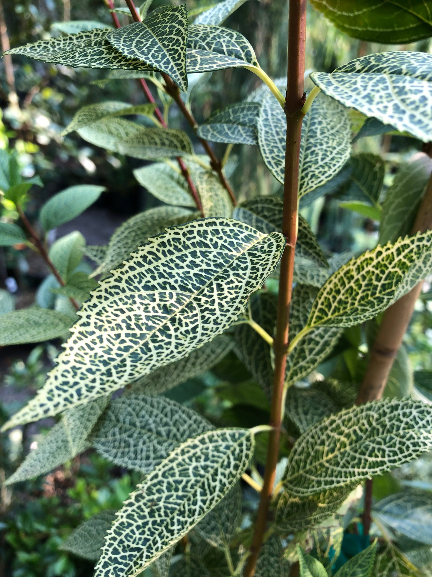 *RETAIL - Forsythia viridissima var. koreana 'Kumson'