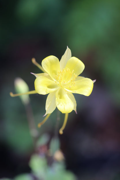 Aquilegia chrysantha