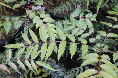 *RETAIL - Mahonia sheridaniana