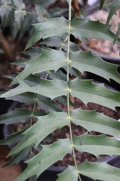 *RETAIL - Mahonia sheridaniana