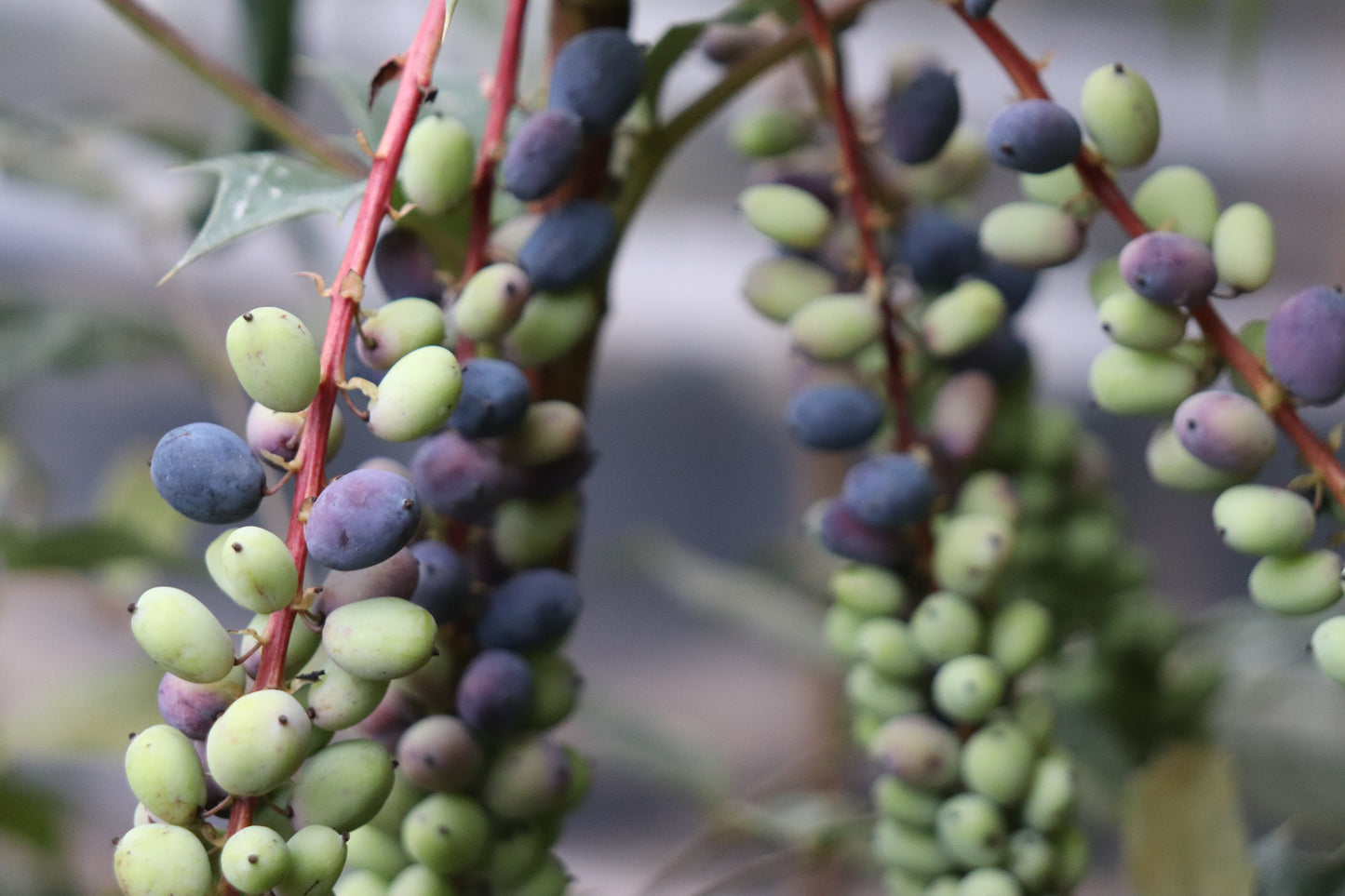 *RETAIL - Mahonia sheridaniana