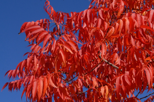*RETAIL - Pistacia chinensis 'Keith Davey'