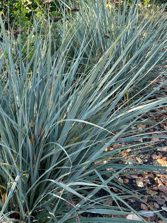 Carex spissa 'Diego Blue'