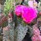 *RETAIL - Opuntia x 'Upright Oblong'