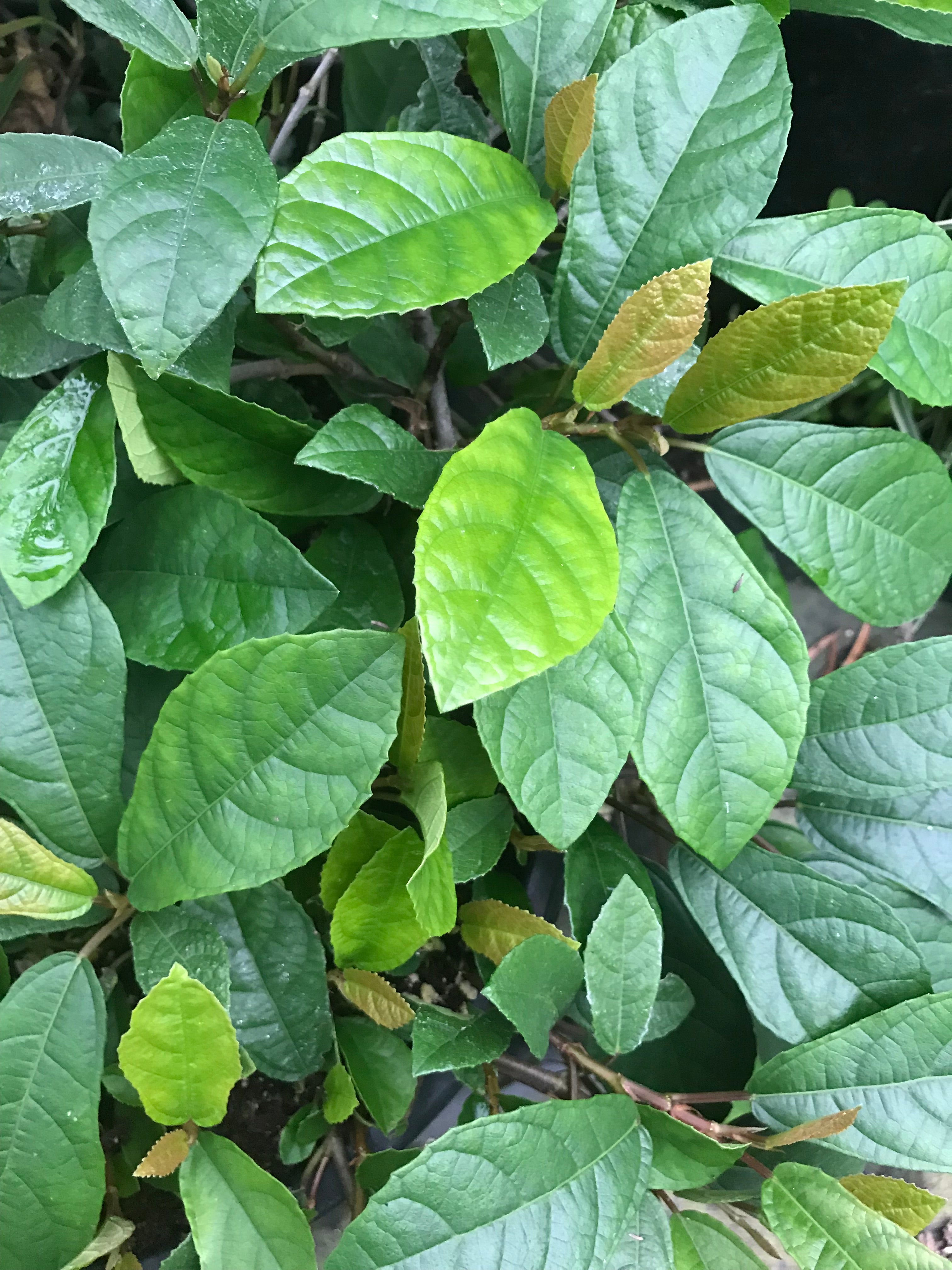 Ficus tikoua – Cistus Nursery