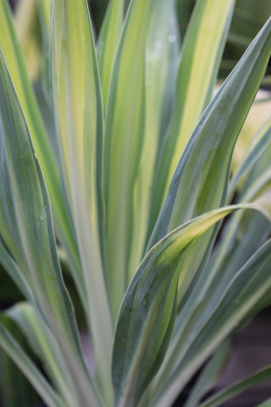 *RETAIL - Beschorneria yuccoides 'Flamingo Glow'