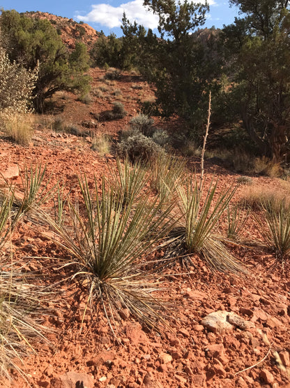 Yucca angustissima [San Juan Co, UT]