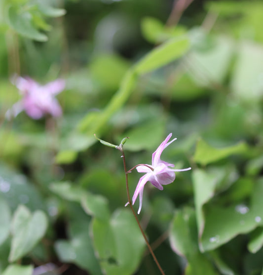 *RETAIL - Epimedium x youngianum 'Akebono'