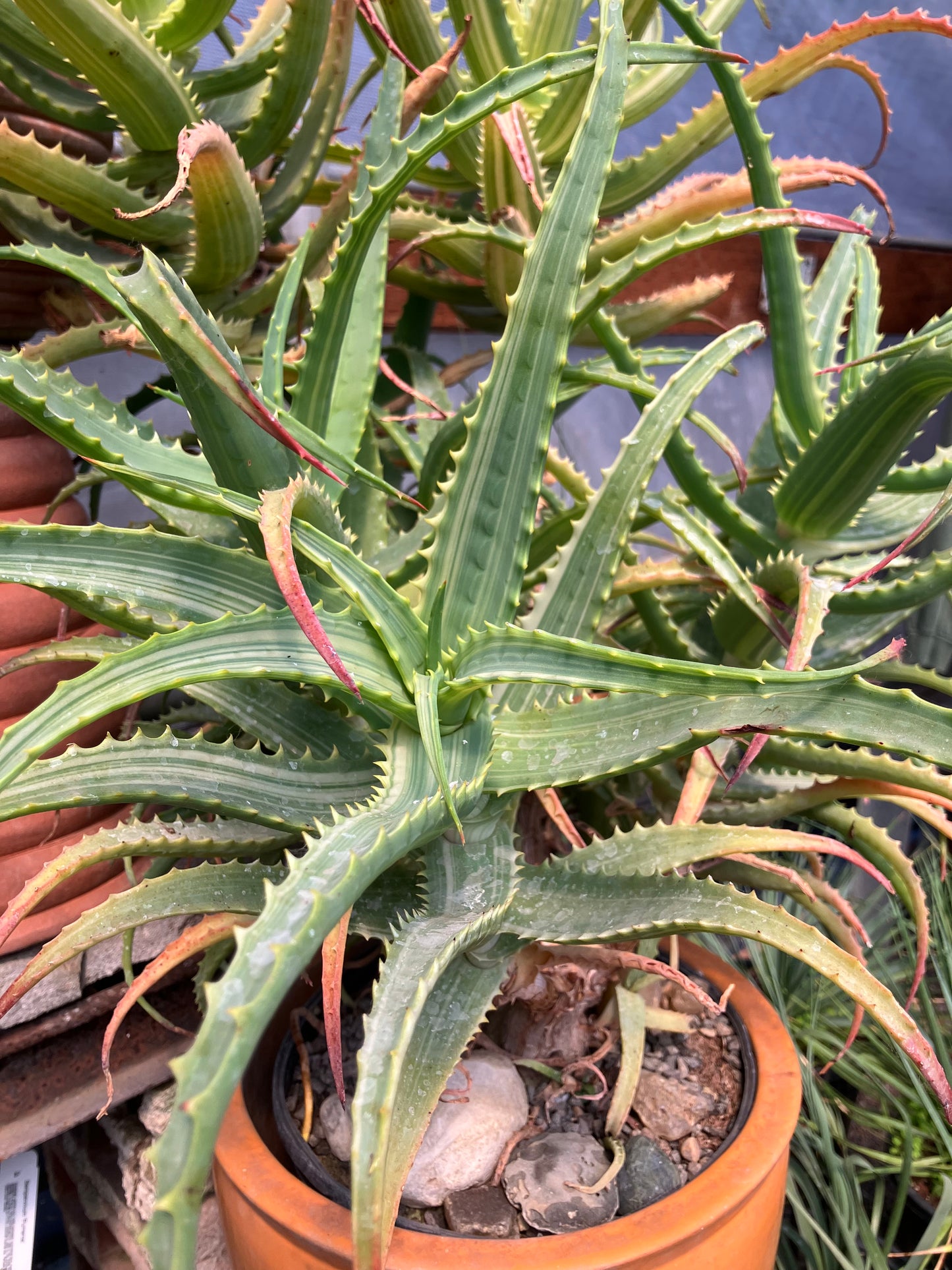 *RETAIL - Aloe arborescens 'Variegata'