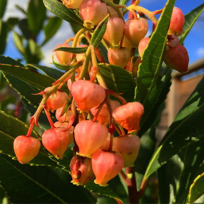 *RETAIL - Arbutus 'Marina'