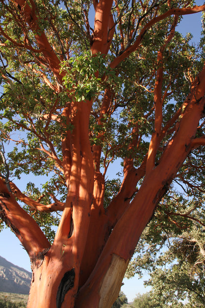 *RETAIL - Arbutus menziesii