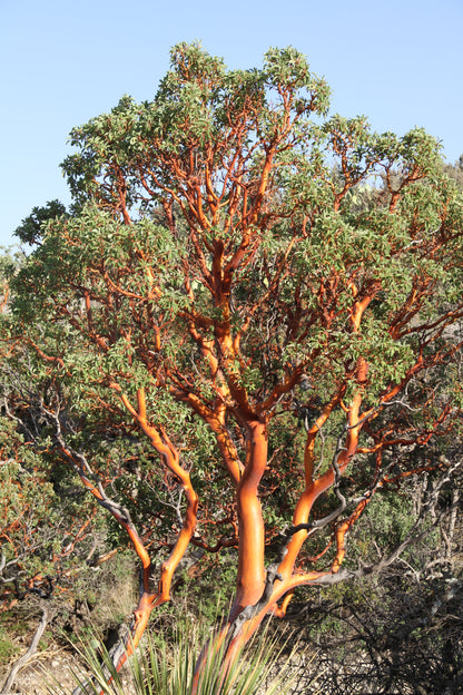 *RETAIL - Arbutus menziesii