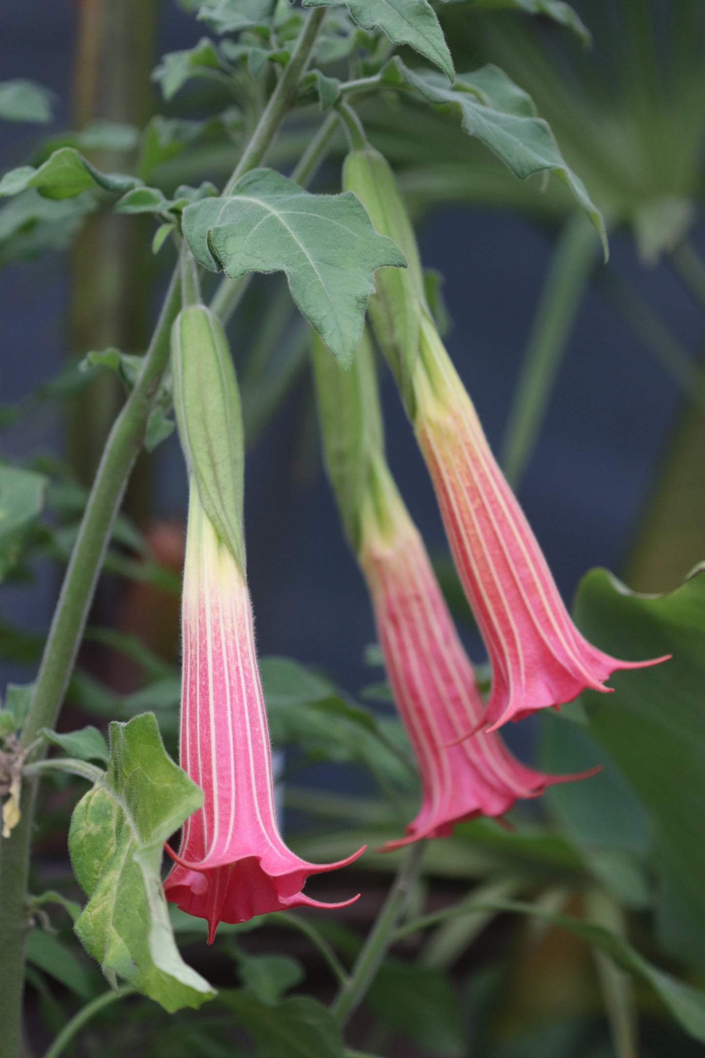 *RETAIL - Brugmansia sanguinea 'Inca Princess'