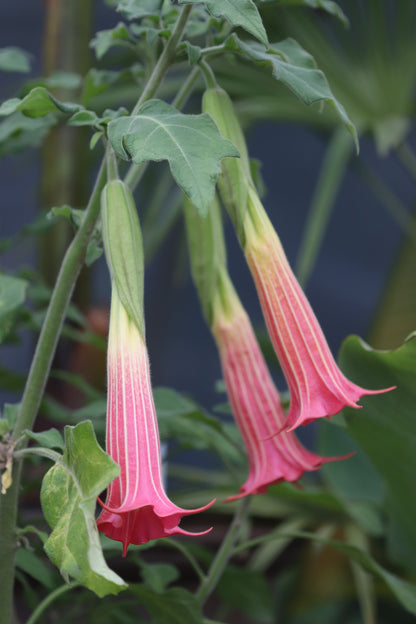 *RETAIL - Brugmansia sanguinea 'Inca Princess'