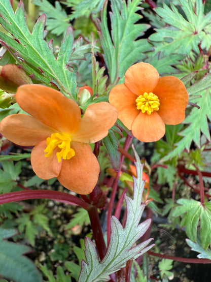 Begonia sutherlandii var. dissecta