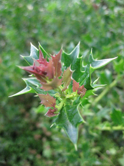 *RETAIL - Ilex dimorphophylla