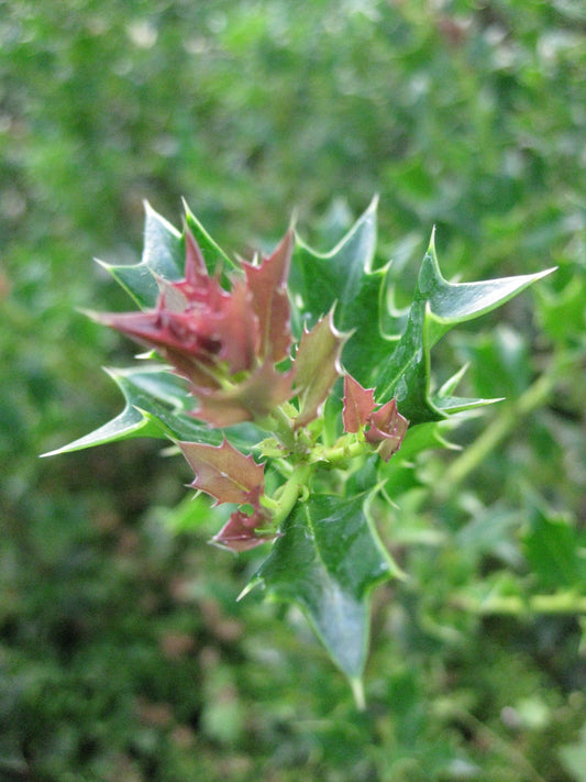 *RETAIL - Ilex dimorphophylla