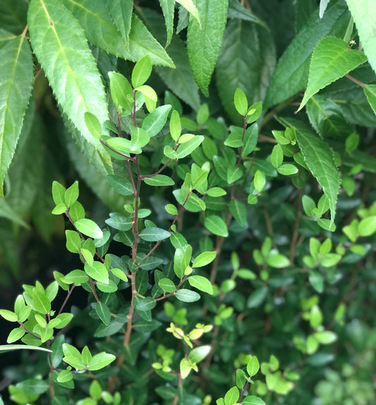 *RETAIL - Ilex vomitoria 'William Fleming'