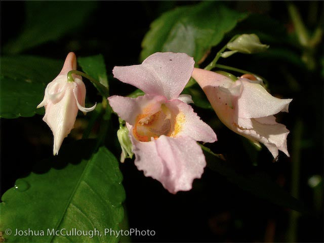 Impatiens aff. omeiana DJHC 98415