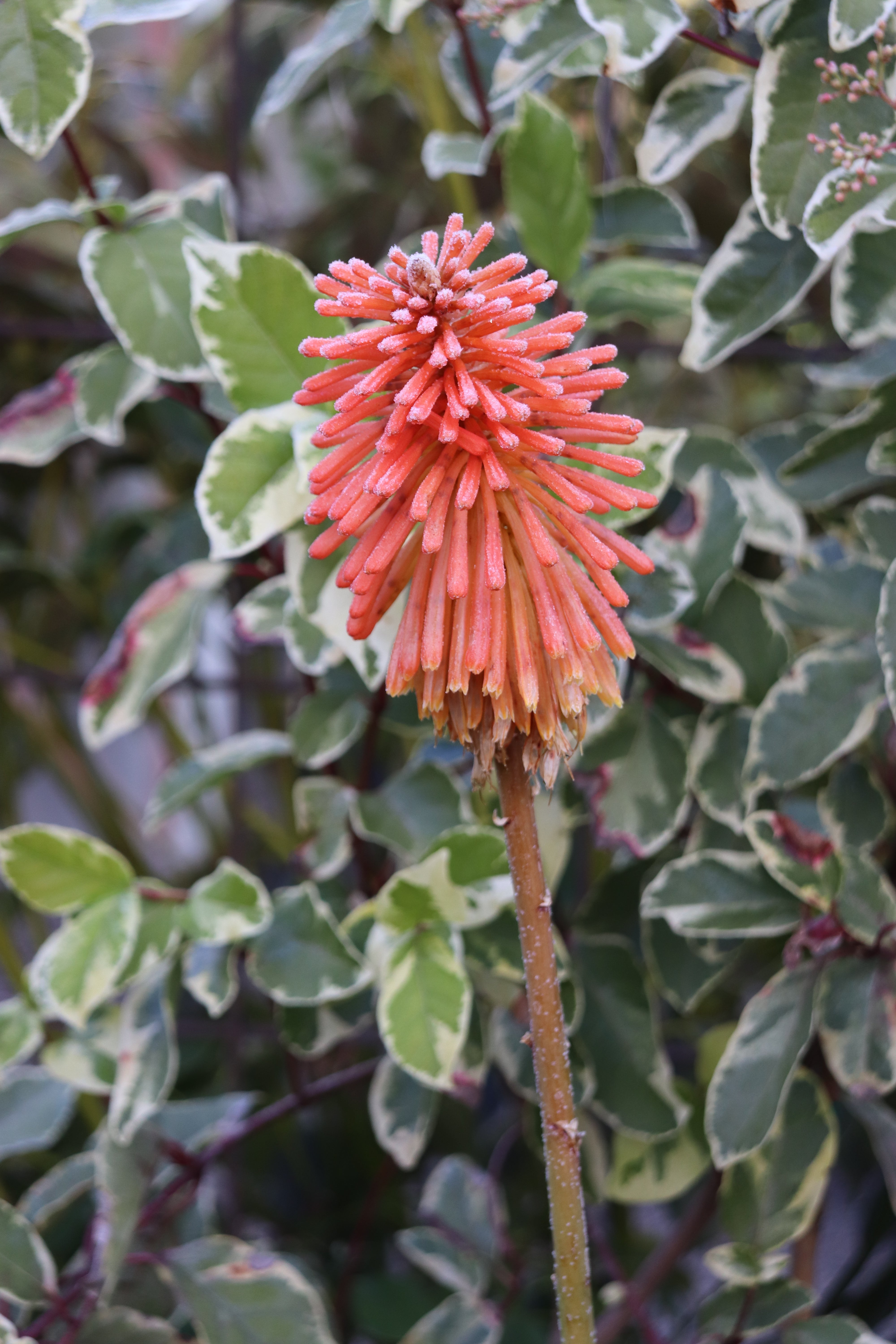 RETAIL - Kniphofia 'Christmas Cheer' – Cistus Nursery