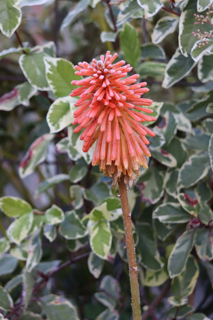 Kniphofia 'Christmas Cheer'