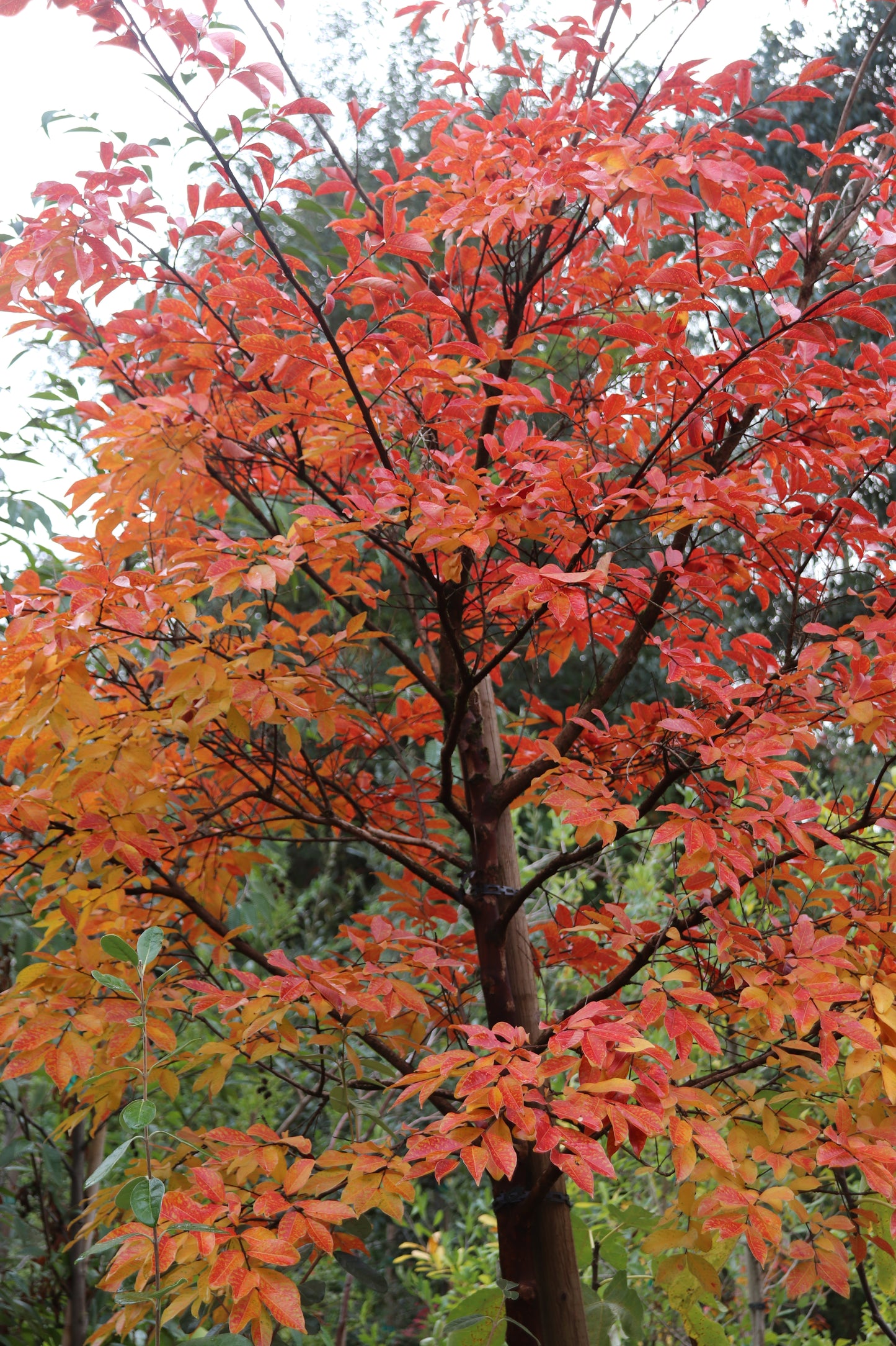 *RETAIL - Lagerstroemia 'Natchez' - standard