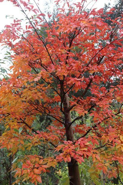 *RETAIL - Lagerstroemia 'Natchez' - standard
