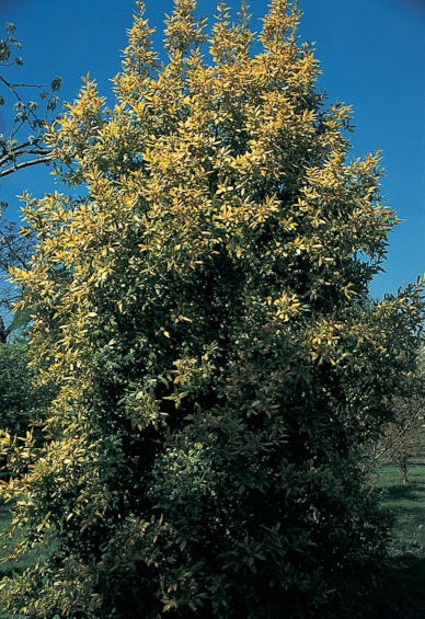 *RETAIL - Laurus nobilis 'Aurea'