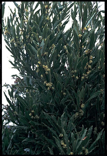 Laurus nobilis f. angustifolia