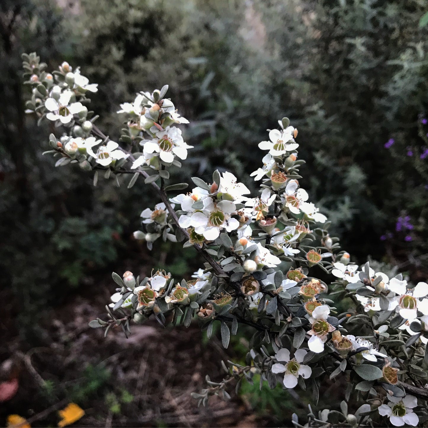 Leptospermum grandifolium