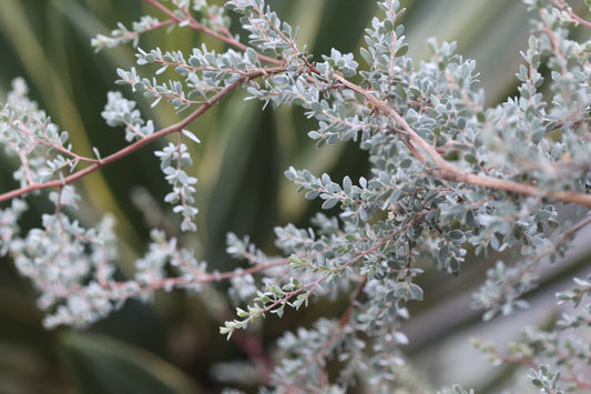 *RETAIL - Leptospermum lanigerum [silver form]