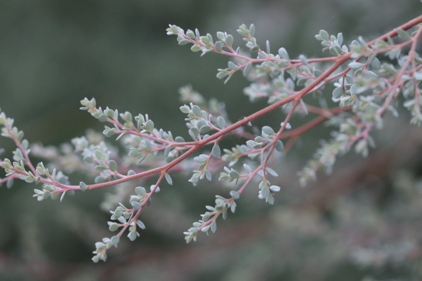 *RETAIL - Leptospermum lanigerum